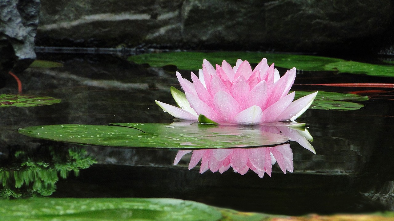 Lotus Flower Master Mind Content