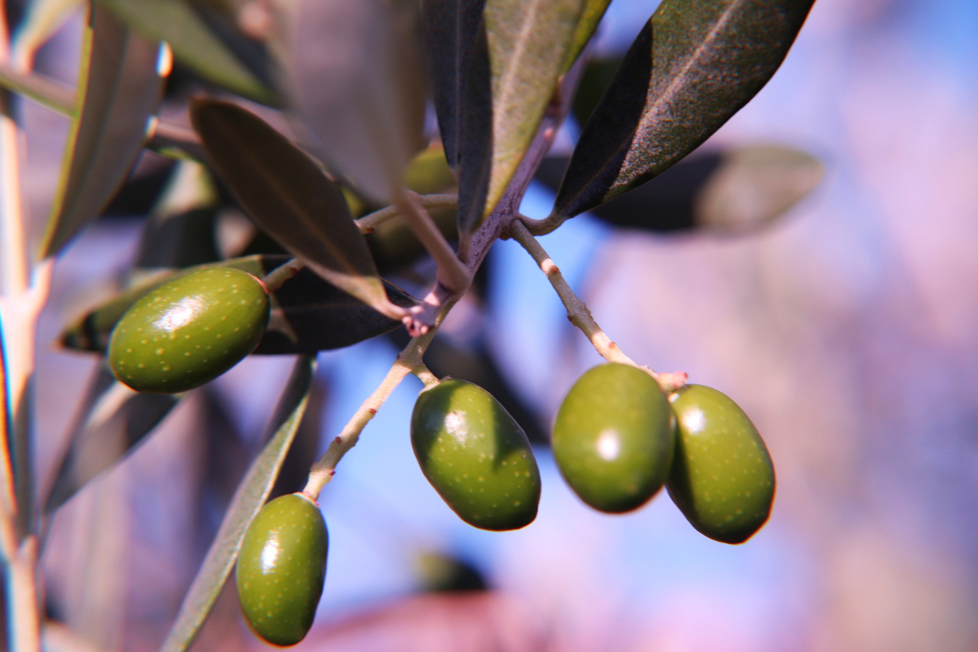 meaning of the olive tree