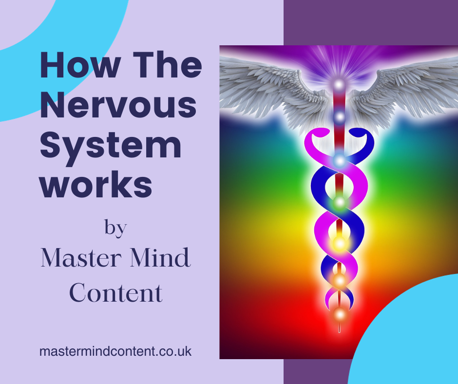 How the nervous system works